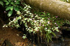 Impatiens gardneriana